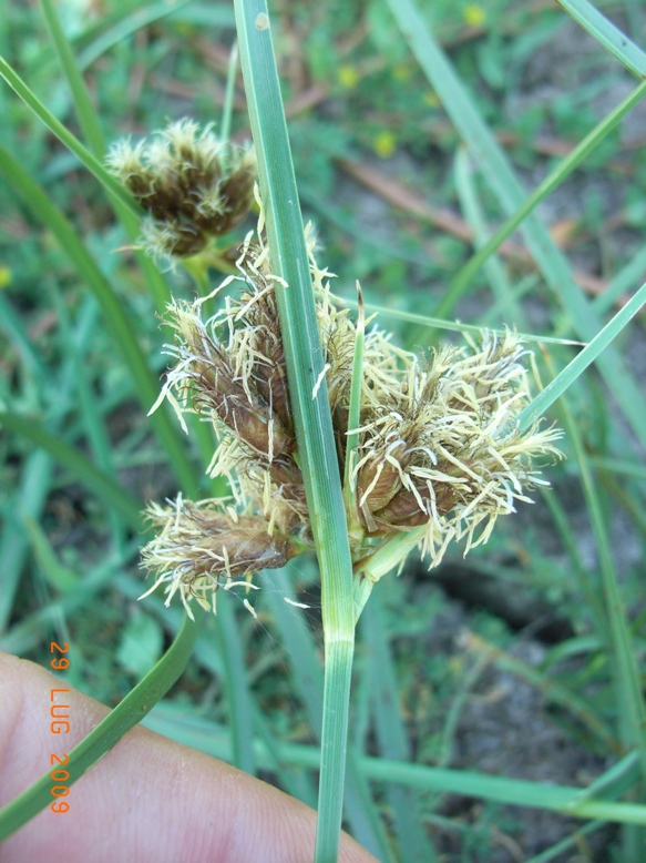 Bolboschoenus maritimus / Lisca marittima